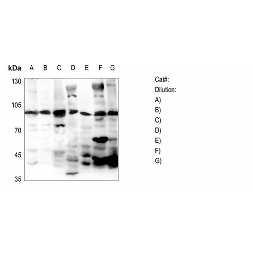 RASA3 Rabbit Polyclonal Antibody