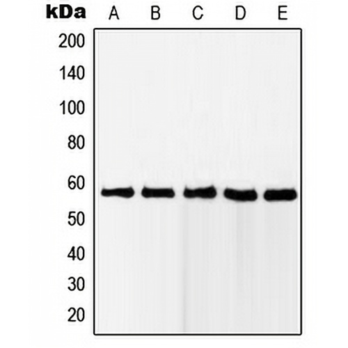 RAB11FIP2 Rabbit Polyclonal Antibody