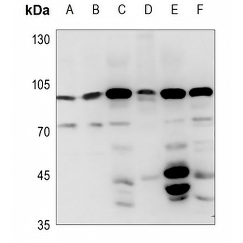 FASTKD2 Rabbit Polyclonal Antibody
