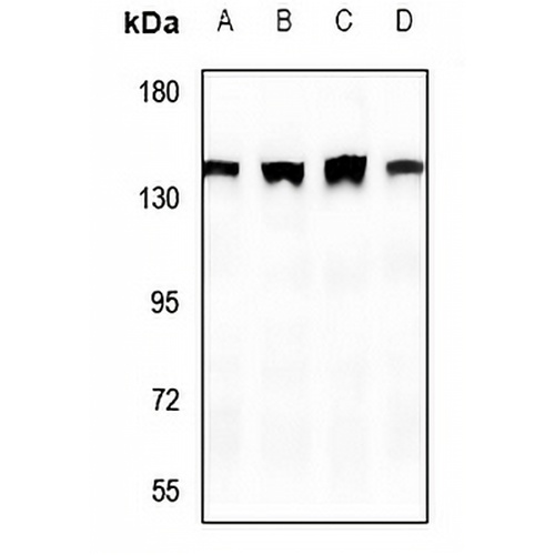 SHANK2 Rabbit Polyclonal Antibody