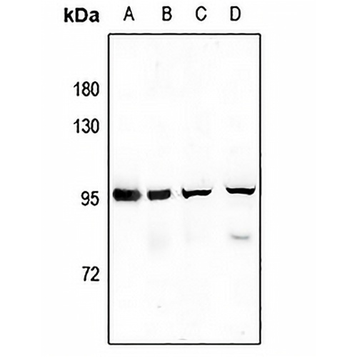 SV2C Rabbit Polyclonal Antibody