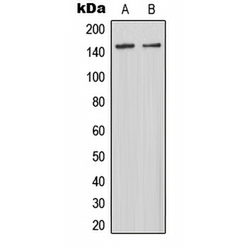 MAST3 Rabbit Polyclonal Antibody