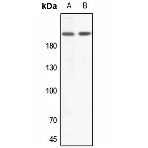ZC3H13 Rabbit Polyclonal Antibody