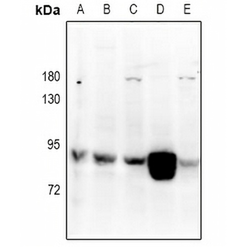 RGL1 Rabbit Polyclonal Antibody
