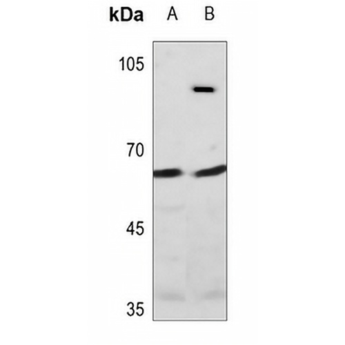 Raftlin Rabbit Polyclonal Antibody