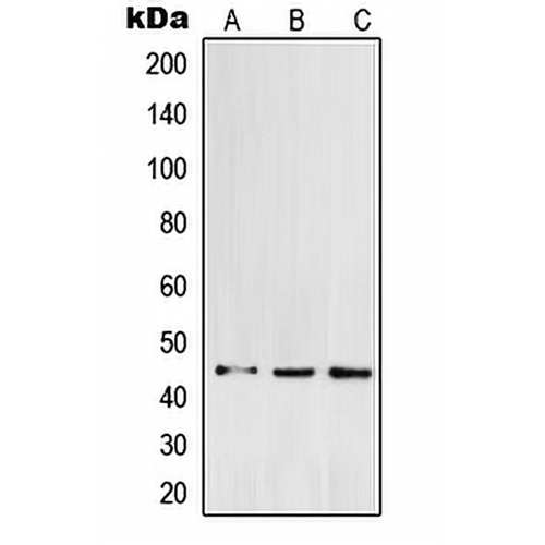 POFUT1 Rabbit Polyclonal Antibody