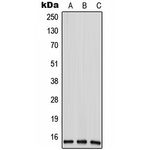ANP32D Rabbit Polyclonal Antibody