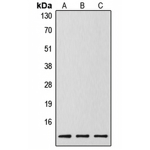 Caspase 14 p10 Rabbit Polyclonal Antibody
