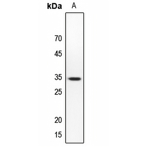 SMUG1 Rabbit Polyclonal Antibody