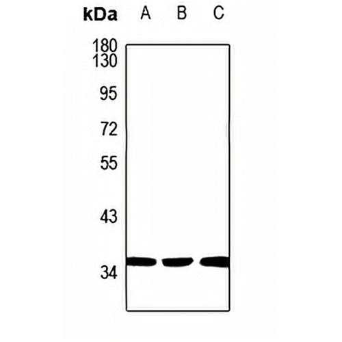 Carbonic Anhydrase 14 Rabbit Polyclonal Antibody