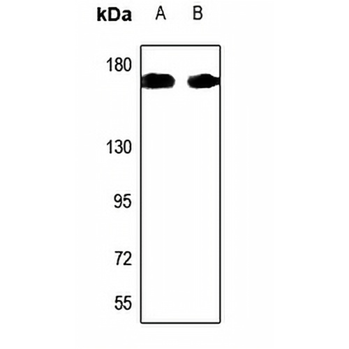 KIF4A Rabbit Polyclonal Antibody