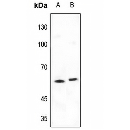 SHCB Rabbit Polyclonal Antibody