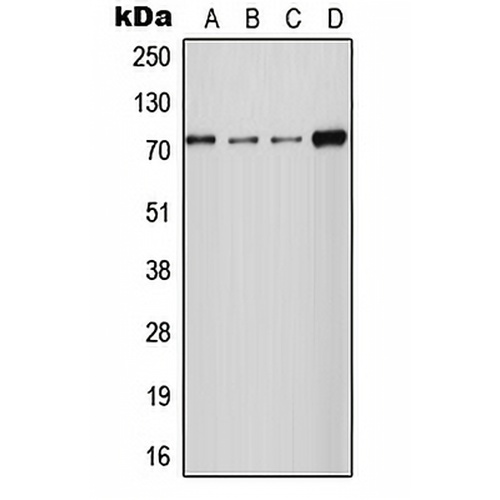 NCKX2 Rabbit Polyclonal Antibody