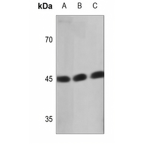Ataxin 10 Rabbit Polyclonal Antibody