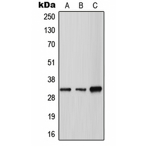 Tryptase gamma Rabbit Polyclonal Antibody