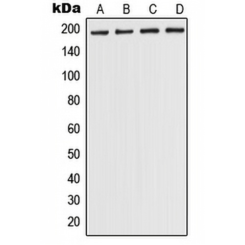 POLR1A Rabbit Polyclonal Antibody
