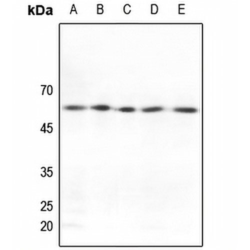 GRASP55 Rabbit Polyclonal Antibody