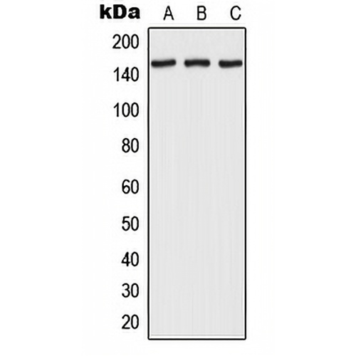 RPAP1 Rabbit Polyclonal Antibody