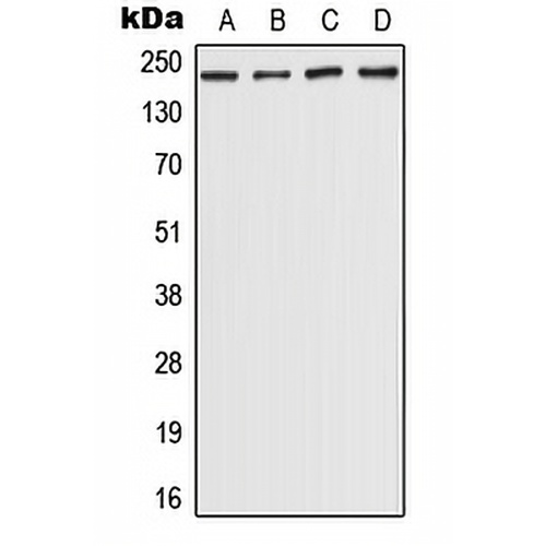 CHD5 Rabbit Polyclonal Antibody