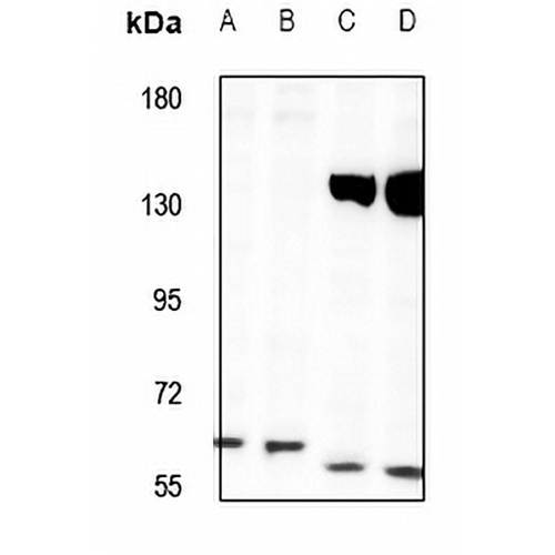 TOR1AIP1 Rabbit Polyclonal Antibody
