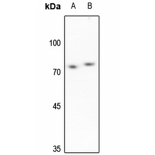 SENP3 Rabbit Polyclonal Antibody