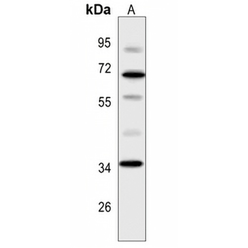 Opticin Rabbit Polyclonal Antibody