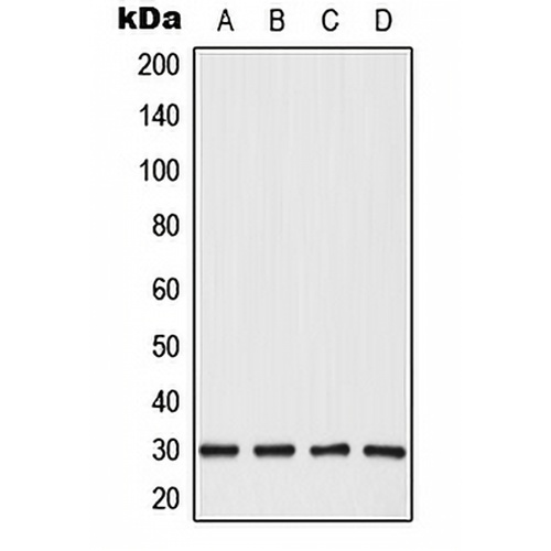 CBP86 Rabbit Polyclonal Antibody