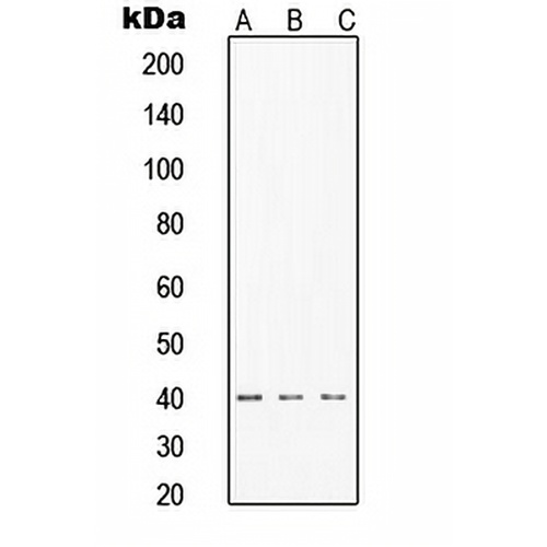 TIN2 Rabbit Polyclonal Antibody