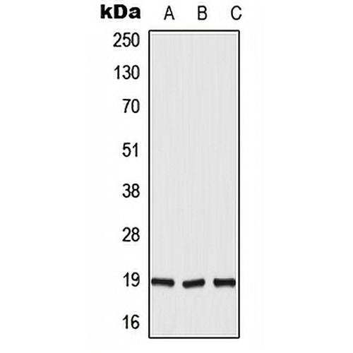 DUX5 Rabbit Polyclonal Antibody