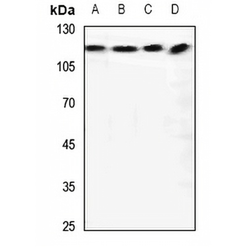 RANBP6 Rabbit Polyclonal Antibody