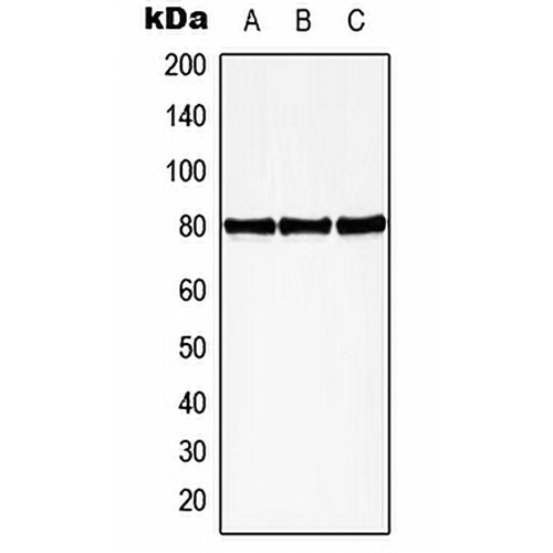 HBP1 (Phospho-S402) Rabbit Polyclonal Antibody