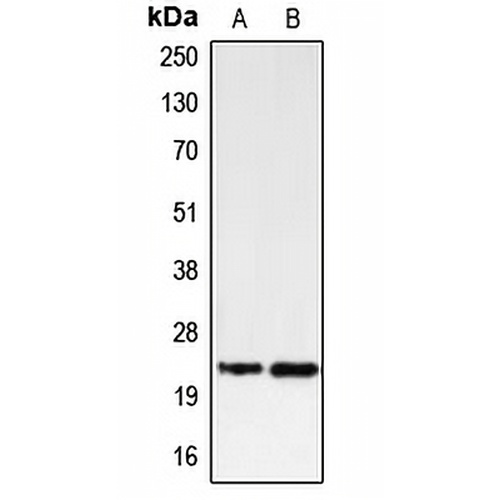 PUMA Rabbit Polyclonal Antibody
