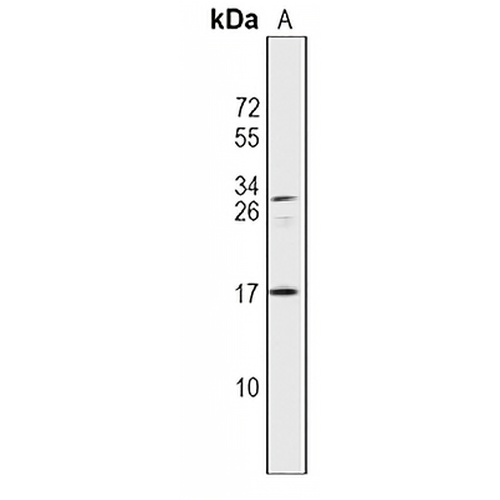 IL-37 Rabbit Polyclonal Antibody
