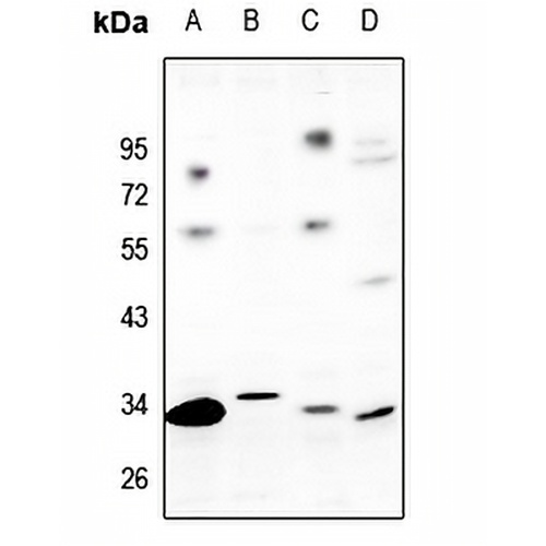 GPR82 Rabbit Polyclonal Antibody