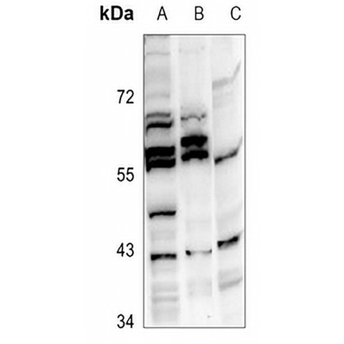 GPR81 Rabbit Polyclonal Antibody