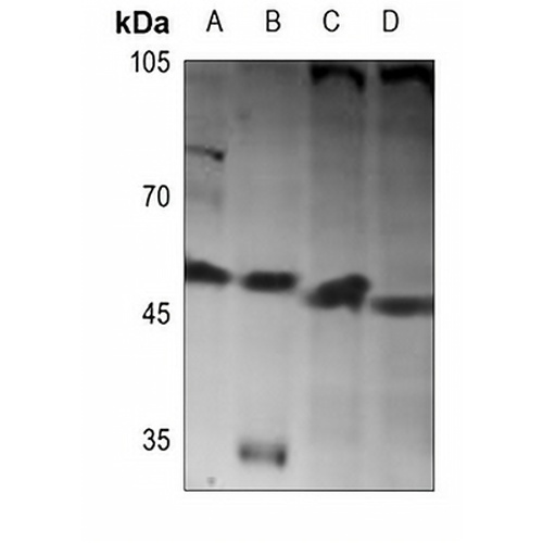 BMP10 Rabbit Polyclonal Antibody