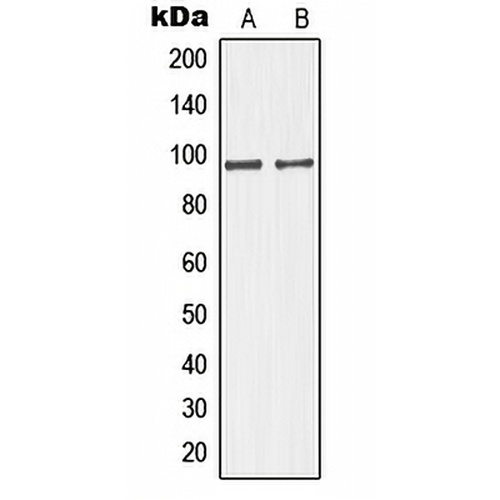 GIT1 Rabbit Polyclonal Antibody