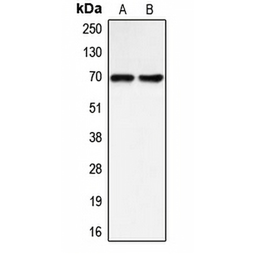BLNK Rabbit Polyclonal Antibody