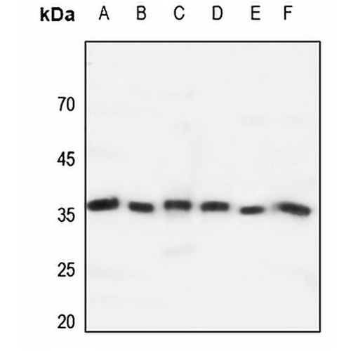 GPR171 Rabbit Polyclonal Antibody