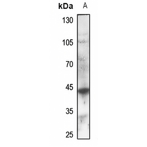 GPR132 Rabbit Polyclonal Antibody