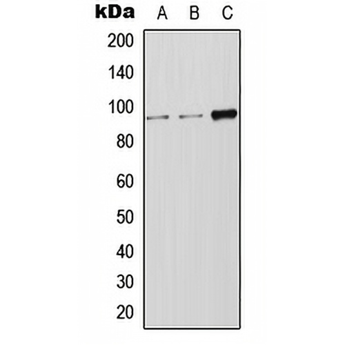 LRP12 Rabbit Polyclonal Antibody