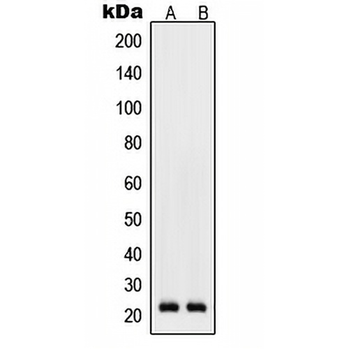 RhoD Rabbit Polyclonal Antibody