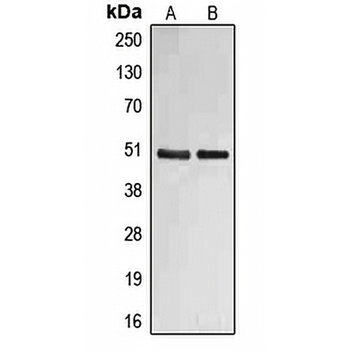 Fibulin 4 Rabbit Polyclonal Antibody