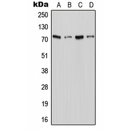 XTRP2 Rabbit Polyclonal Antibody