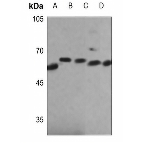 NOX4 Rabbit Polyclonal Antibody