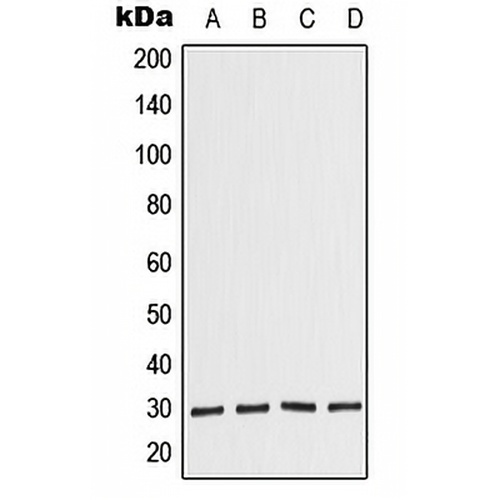 COPS7A Rabbit Polyclonal Antibody