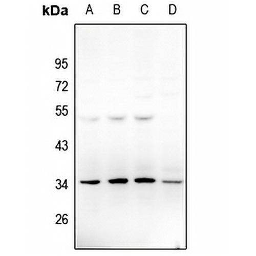 Neurotrimin Rabbit Polyclonal Antibody