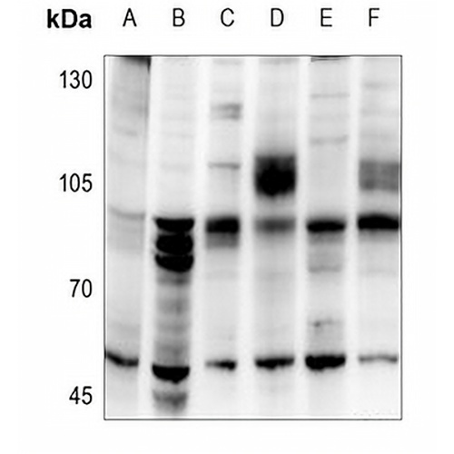 Cytochrome P450 39A1 Rabbit Polyclonal Antibody
