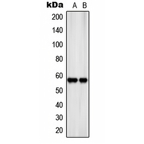 SLC22A17 Rabbit Polyclonal Antibody