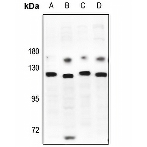 JIK Rabbit Polyclonal Antibody